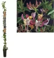Lonicera periclymenum serotina (Kamperfoelie) klimplant 210cm - afbeelding 1
