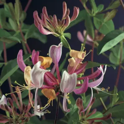 Lonicera periclymenum 'Serotina' (Wilde kamperfoelie) klimplant 75cm - afbeelding 4