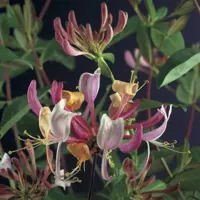 Lonicera periclymenum 'Serotina' (Wilde kamperfoelie) klimplant 75cm - afbeelding 4