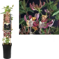 Lonicera periclymenum 'Serotina' (Wilde kamperfoelie) klimplant kopen?
