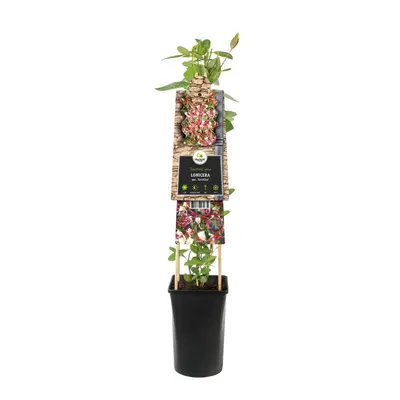 Lonicera periclymenum 'Serotina' (Wilde kamperfoelie) klimplant - afbeelding 2