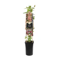 Lonicera periclymenum 'Serotina' (Wilde kamperfoelie) klimplant - afbeelding 2