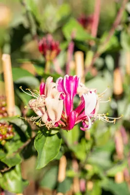 Lonicera periclymenum (Wilde kamperfoelie) - afbeelding 4