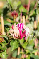 Lonicera periclymenum (Wilde kamperfoelie) - afbeelding 4