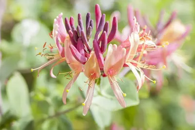 Lonicera periclymenum (Wilde kamperfoelie) - afbeelding 1