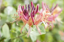 Lonicera periclymenum (Wilde kamperfoelie) - afbeelding 1