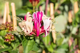 Lonicera periclymenum (Wilde kamperfoelie) - afbeelding 2
