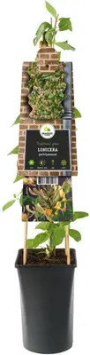 Lonicera periclymenum (Wilde kamperfoelie) klimplant - afbeelding 2