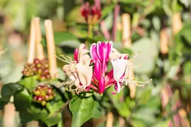 Lonicera periclymenum (Wilde kamperfoelie) klimplant - afbeelding 7