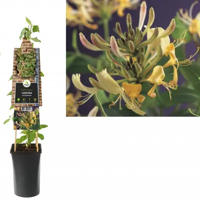 Lonicera periclymenum (Wilde kamperfoelie) klimplant - afbeelding 1
