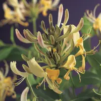Lonicera periclymenum (Wilde kamperfoelie) klimplant - afbeelding 4