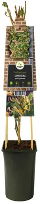 Lonicera periclymenum (Wilde kamperfoelie) klimplant - afbeelding 3