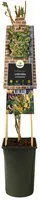Lonicera periclymenum (Wilde kamperfoelie) klimplant - afbeelding 3
