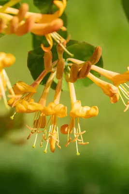 Lonicera tellmanniana (Kamperfoelie) - afbeelding 9