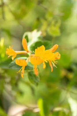 Lonicera tellmanniana (Kamperfoelie) - afbeelding 5