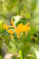 Lonicera tellmanniana (Kamperfoelie) - afbeelding 5