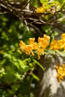Lonicera tellmanniana (Kamperfoelie) - afbeelding 11