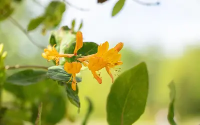 Lonicera tellmanniana (Kamperfoelie) - afbeelding 3