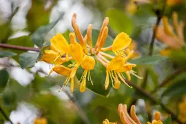 Lonicera tellmanniana (Kamperfoelie) - afbeelding 1