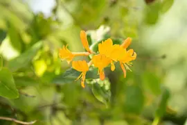 Lonicera tellmanniana (Kamperfoelie) - afbeelding 4