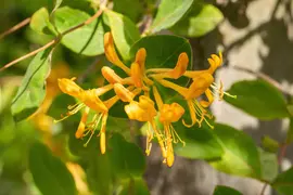 Lonicera tellmanniana (Kamperfoelie) - afbeelding 8