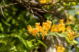 Lonicera tellmanniana (Kamperfoelie) - afbeelding 10
