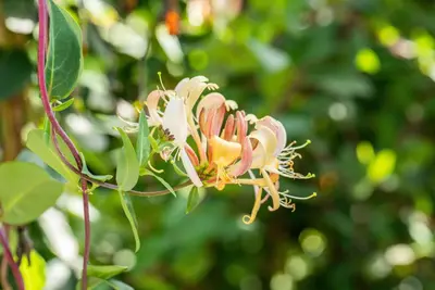 Lonicera tellmanniana (Kamperfoelie) - afbeelding 13