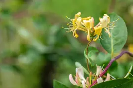Lonicera tellmanniana (Kamperfoelie) - afbeelding 14