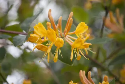Lonicera tellmanniana (Kamperfoelie) - afbeelding 2