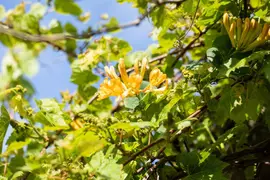 Lonicera tellmanniana (Kamperfoelie) - afbeelding 6