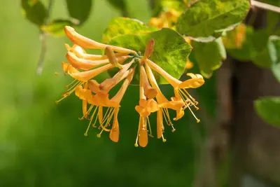 Lonicera tellmanniana (Kamperfoelie) - afbeelding 7