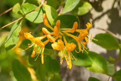 Lonicera tellmanniana (Kamperfoelie) - afbeelding 8