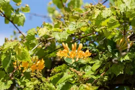 Lonicera tellmanniana (Kamperfoelie) - afbeelding 12