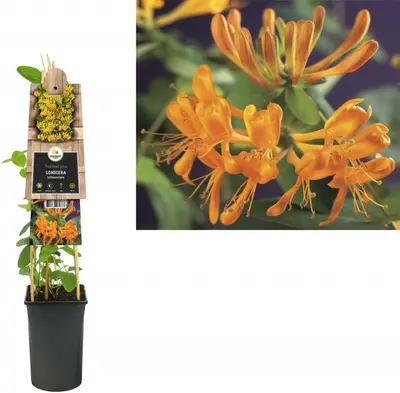 Lonicera tellmanniana (Kamperfoelie) klimplant - afbeelding 1