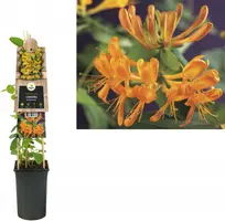 Lonicera tellmanniana (Kamperfoelie) klimplant - afbeelding 1