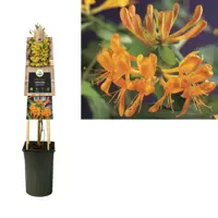 Lonicera tellmanniana (Kamperfoelie) klimplant 75cm - afbeelding 2