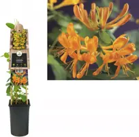 Lonicera tellmanniana (Kamperfoelie) klimplant 75cm - afbeelding 1