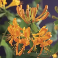 Lonicera tellmanniana (Kamperfoelie) klimplant 75cm - afbeelding 3