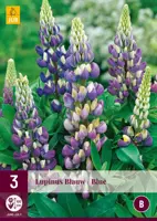 Lupinus blauw 3 stuks - afbeelding 1