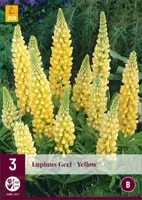 Lupinus creme geel 3 stuks - afbeelding 1