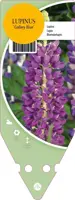 Lupinus Gallery Blue (Lupine) - afbeelding 1