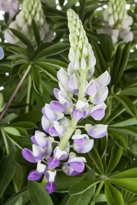 Lupinus Gallery Blue (Lupine) - afbeelding 4