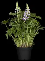Lupinus Gallery Blue (Lupine) - afbeelding 3