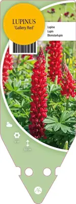 Lupinus Gallery Red (Lupine) - afbeelding 1