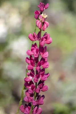 Lupinus Gallery Red (Lupine) - afbeelding 3