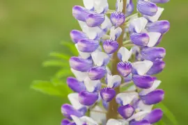 Lupinus Gallery Rose (Lupine) - afbeelding 15