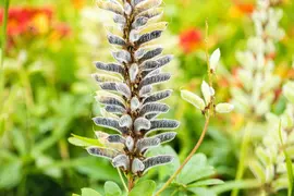 Lupinus Gallery Rose (Lupine) - afbeelding 16