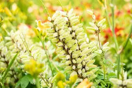 Lupinus Gallery Rose (Lupine) - afbeelding 18