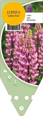 Lupinus Gallery Rose (Lupine) - afbeelding 1
