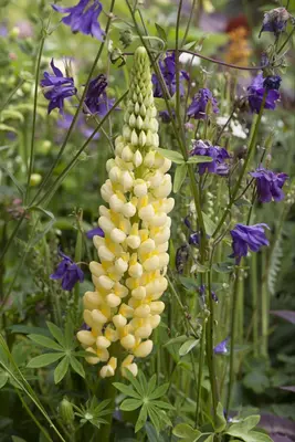 Lupinus Gallery Rose (Lupine) - afbeelding 3